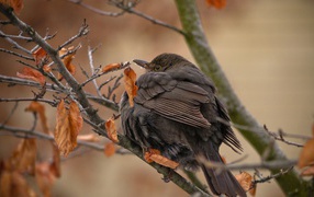 Птица с черными перьями сидит на ветке