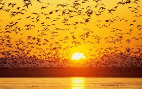 Большая стая гусей на озере на закате