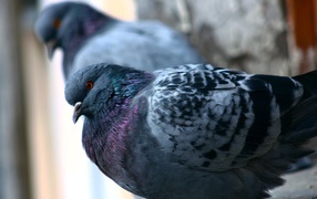 A pair of blue-gray urban pigeons