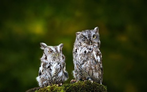 A pair of disheveled owls