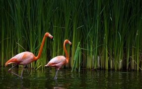 A pair of flamingos is in the water