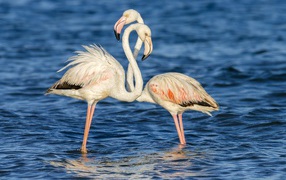 Пара фламинго стоят в воде