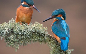 A pair of kingfishers building a nest