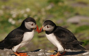 A pair of lovely birds puffins