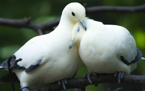 A pair of lovely white doves