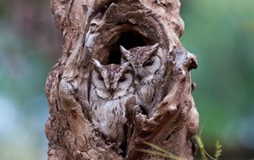 A pair of owls sitting next to a hollow