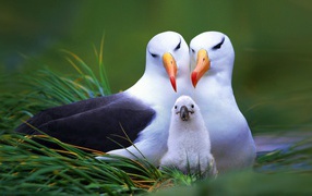 A pair of seagulls with his chick