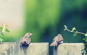 A pair of sparrows on a wooden fence