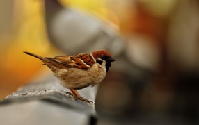 Average urban sparrow