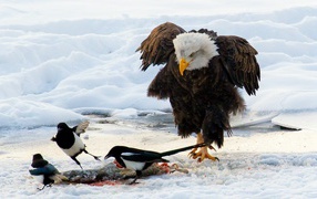 Bald eagle and magpie
