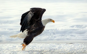 Белоголовый орлан садится на снег