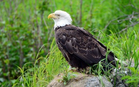 Bald eagle sitting on the ground in the grass