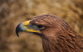 Beak brown eagle