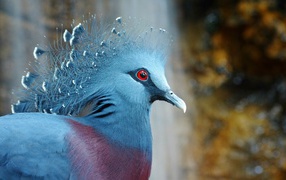 Beautiful Crowned Pigeon