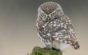 Красивая и серьёзная сова