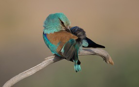 Красивая птица чистит свои перья