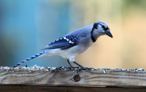 Красивая птица с голубыми перьями на доске