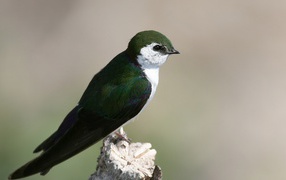 Красивая темно зеленая птица