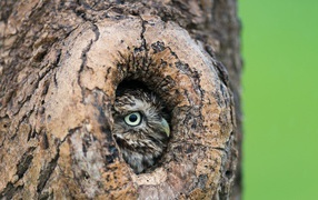 Красивая сова в дупле дерева