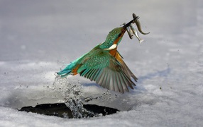Птица поймала рыбу в проруби