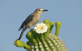 Bird on a flowering cactus