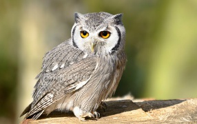 Птица белолицая сова