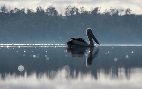 Птица с большим клювом на озере
