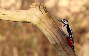Птица с красными перьями на сухой коряге