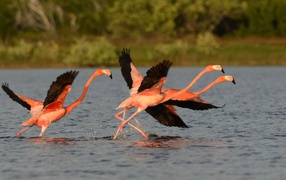 Птицы фламинго с черными крыльями