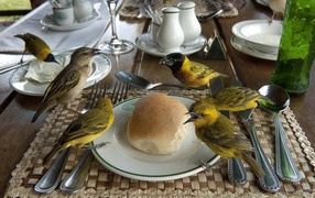 Птицы клюют хлеб на столе