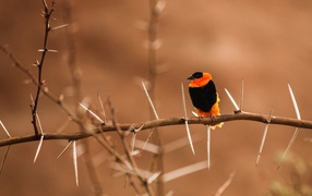 Black and orange bird on barbed branch
