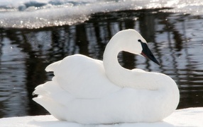 Black bill swan in the water