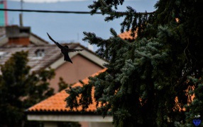Black bird in flight