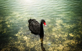 Black swan on the surface of the transparent water