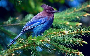 Blue bird on a branch coniferous