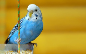 Blue parrot on a yellow background