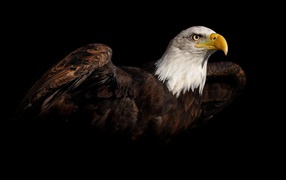 Brown eagle on a black background