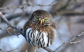 Очаровательная сова на ветке