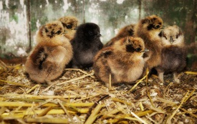 Chicks on the sawdust
