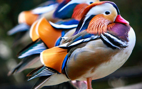 Разноцветные утки на ветке