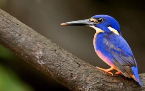 Colorful blue kingfisher