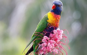 Colourful parrot sitting on a pink flower