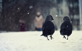 Вороны на снегу