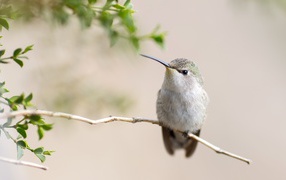 Cute gray hummingbird on a branch