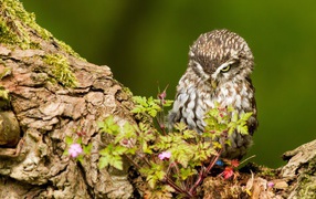 Милая хмурая сова