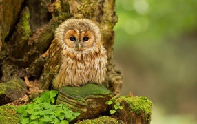 Cute owl on rock