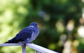 Dove sitting on a railing