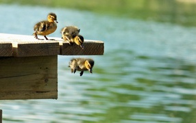 Ducklings learn to swim