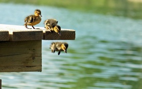 Утята учатся плавать