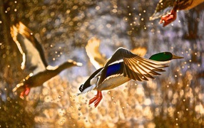 Ducks take off from the water surface